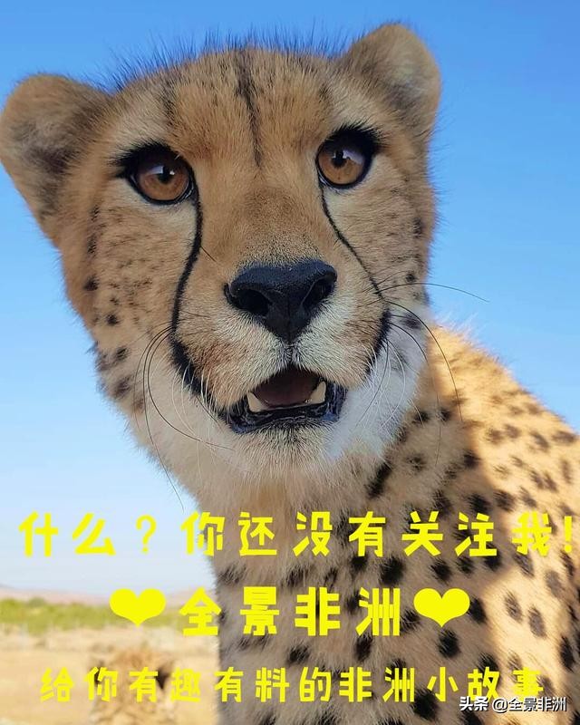 非洲科普｜黑人为何在体育领域如此优秀？