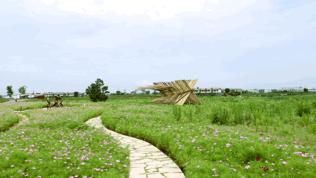 来成都打卡空港花田,成都双流空港花田打卡看飞机