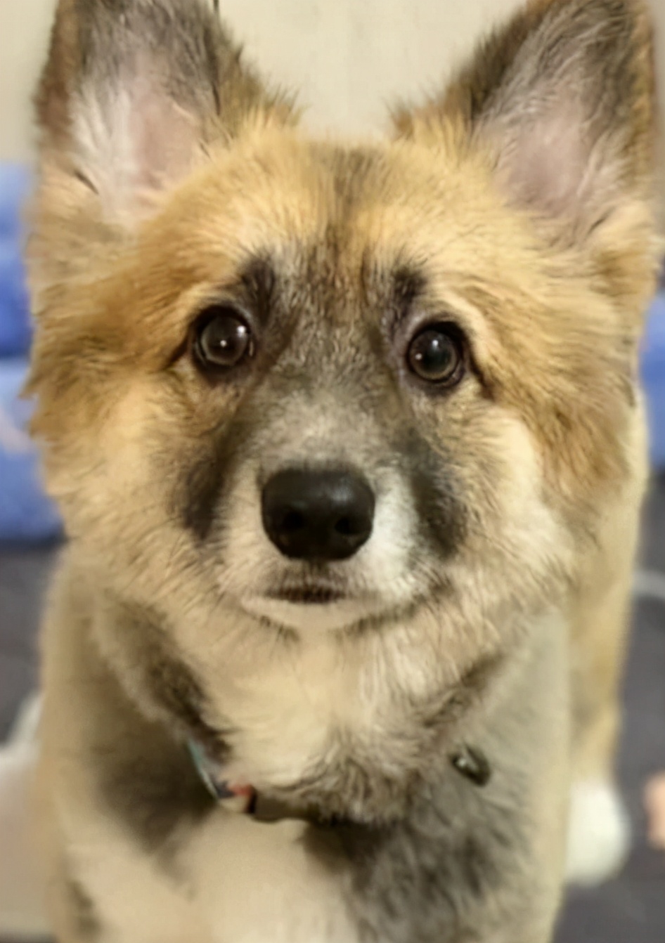 养了一只柯基狗,养了一只柯基是什么样子