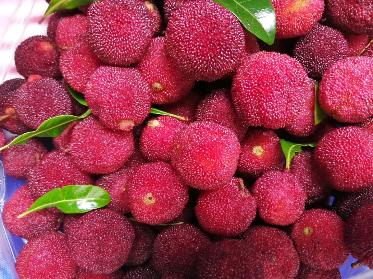 荔枝和什么水果搭配不上火,应季水果荔枝芒果