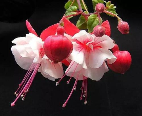 24个节气24朵花,你觉得24节气里面哪个节气最美