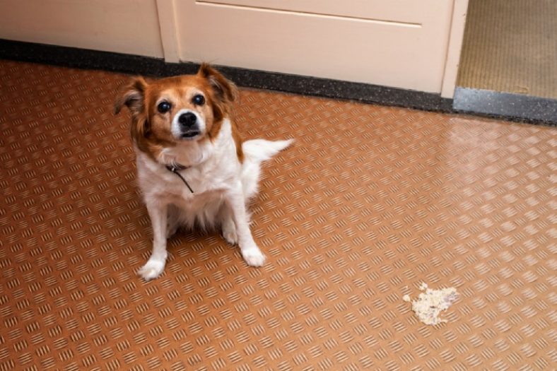 狗狗呕吐的常见原因和应对,狗狗呕吐的五大原因和三步疗法