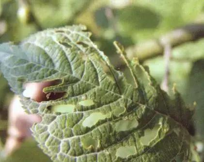 樱桃的常见病虫害及防治方法,樱桃常见虫害防治方案