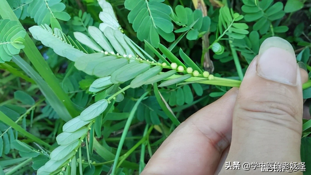 珍珠草的食用方法,珍珠草搭配什么中药治疗肝炎