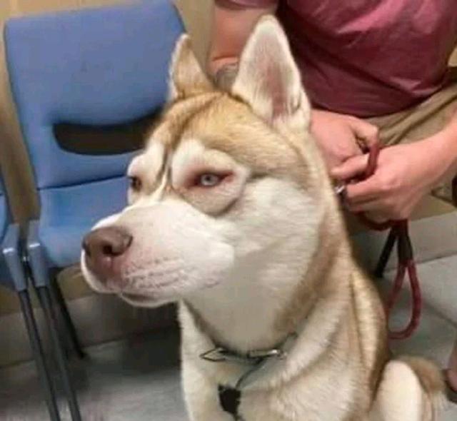 哈士奇和野兽打架,哈士奇和各个动物打架