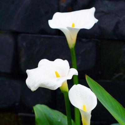 马蹄莲开花期间养护注意事项,马蹄莲开花期间养护注意什么