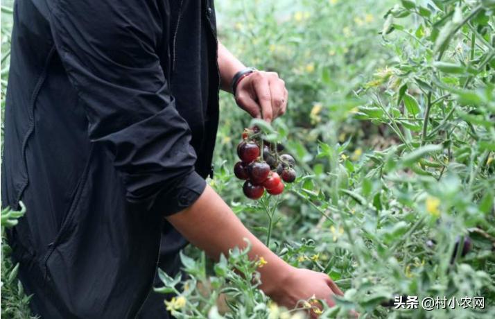 2020致富好项目在农村怎么创业,2021年致富项目