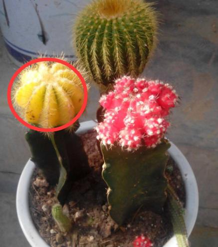 好养又能开花的仙人球有哪些,开花多又好养便宜的仙人球