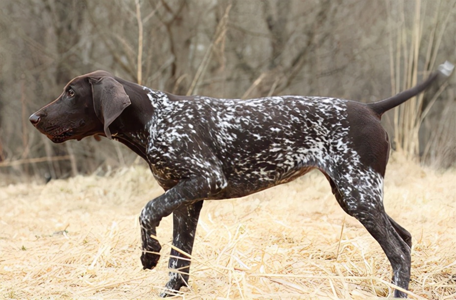 狗狗品种大全及介绍了解一下,狗狗品种怎么挑选最好看