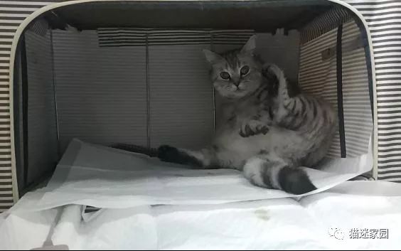 猫咪分娩前流出粉色粘液,猫咪分娩前兆是什么