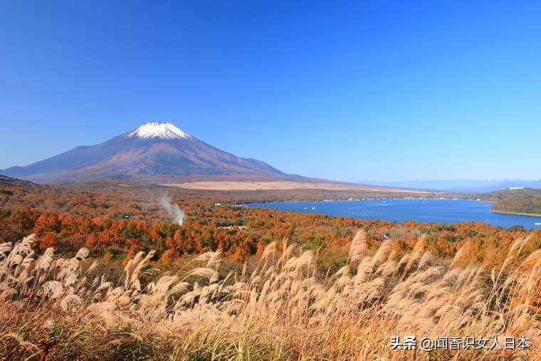 黄金色的芒草，让秋天多了份文艺的风情，日本国内最美芒草名所