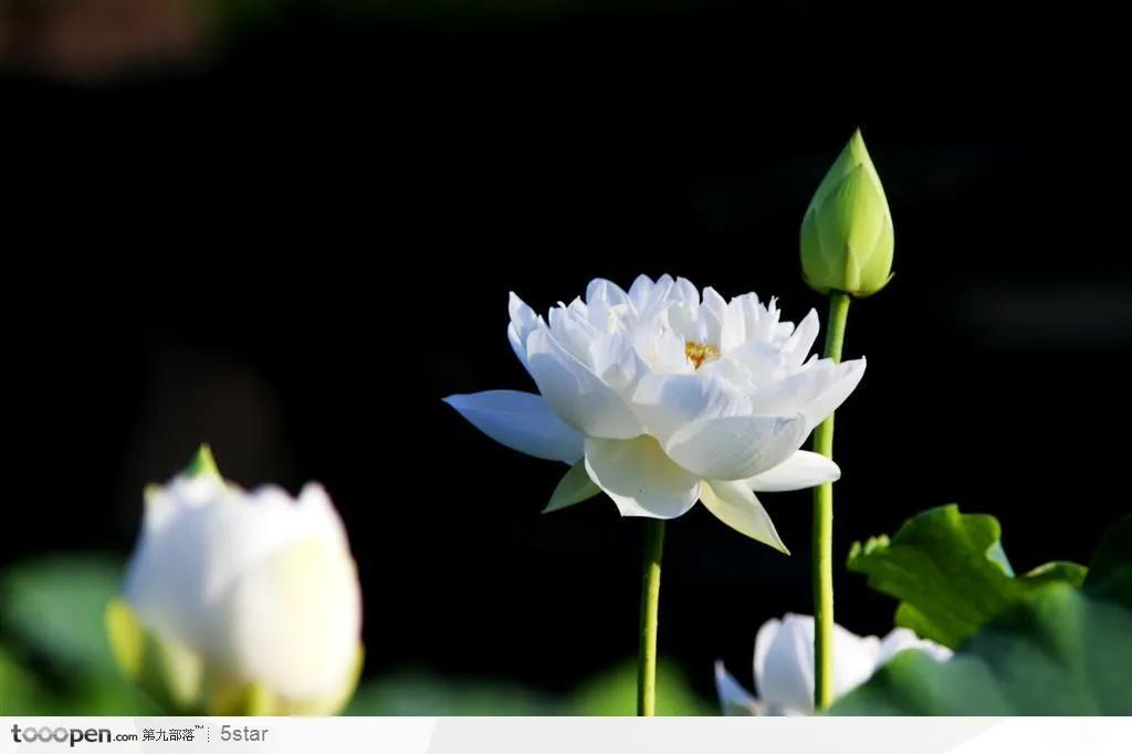 佛系最唯美的荷花图片,清新淡雅的荷花图片大全