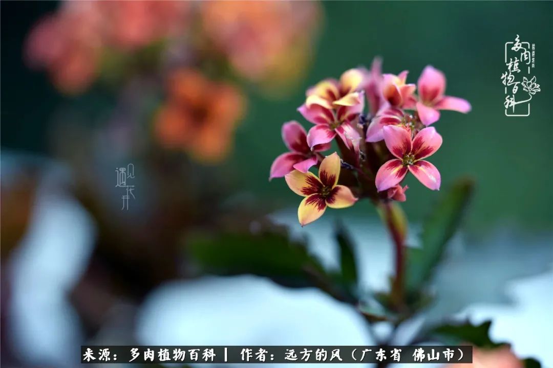 那些花儿在每个角落静静为你开着,那些花儿在每个角落静静地绽放