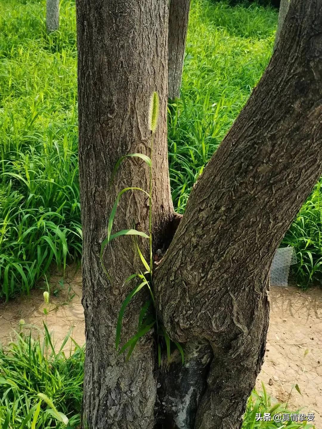 九九重阳又见重阳常回家看看,欢度重阳九九重阳