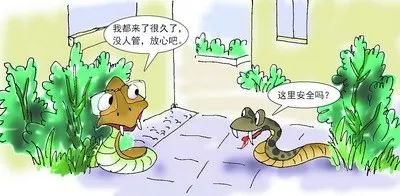 村民家中惊现2米长眼镜王蛇,近3米长眼镜王蛇出没