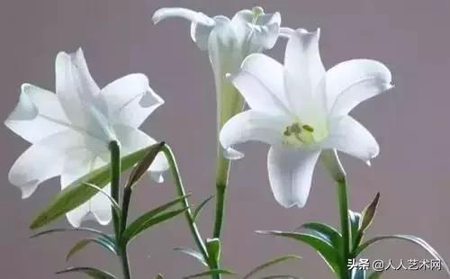 全国56市市花太美了的视频,中国56市市花图片