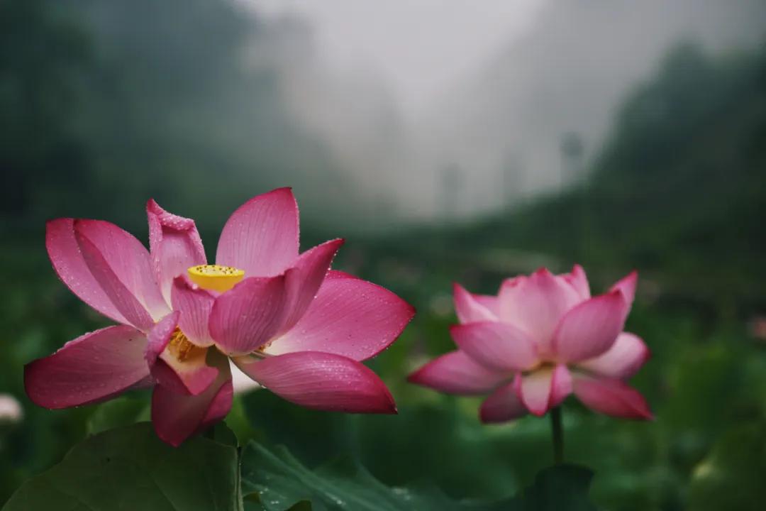 杭州第一波荷花美图大放送！赏荷佳期竟是早上6-8点，哪里最好拍？最新赏荷地图收好