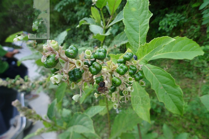三台红花，能清热解毒，截疟，接骨，祛风除湿