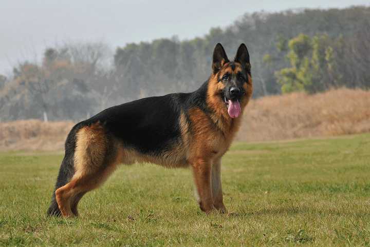 最齐全的狗狗品种介绍及图片,带你了解一下常见狗狗的品种