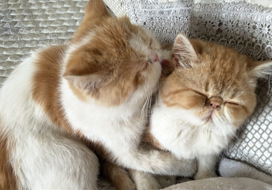 猫咪双眼皮手术真的有用吗,猫咪眼睑内翻的症状与治疗方法图