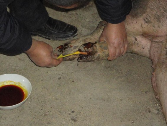 过硫酸钾消毒对猪口蹄疫有预防吗,新下的小羊羔怎样可以预防口蹄疫