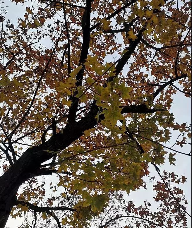 双十一优惠不停歇,双十一优惠特多