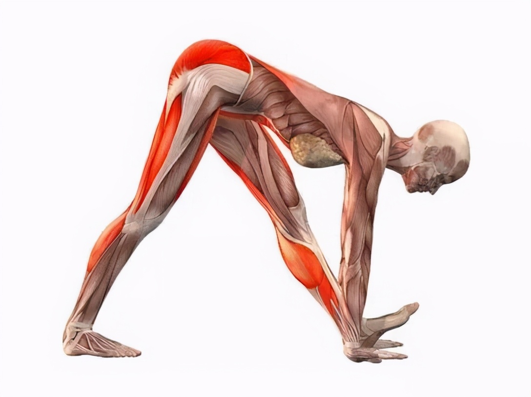 最全瑜伽拉伸体式拉出美人腿,瑜伽拉伸心肺经络的体式