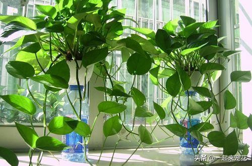 绿萝要怎么浇水才是绿油油的叶子,绿萝怎么养能叶子长得又大又肥