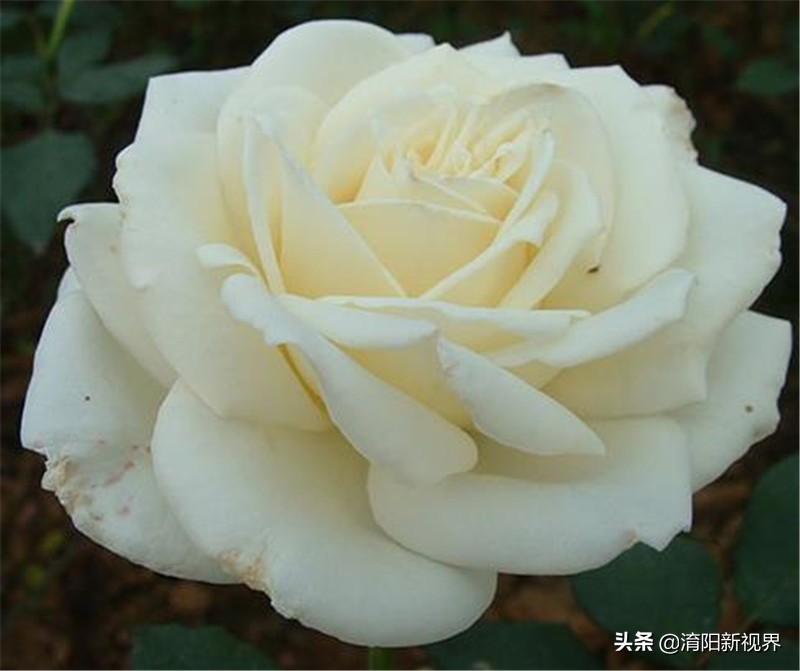 月季创新造型是什么,热门月季品种推荐图片欣赏