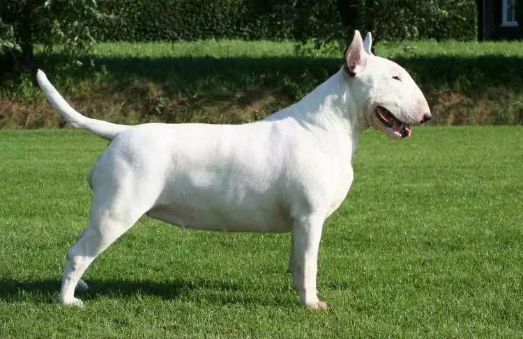 狗狗品种的分类你都了解吗,狗狗哪个品种当宠物狗更好