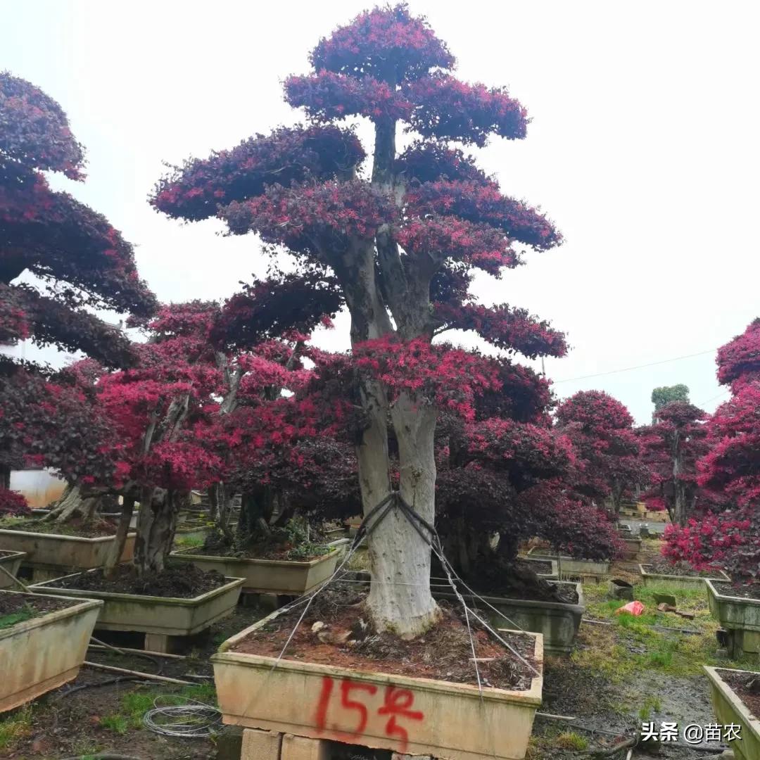 红花檵木桩造型适合庭院别墅,红花檵木老桩怎么选