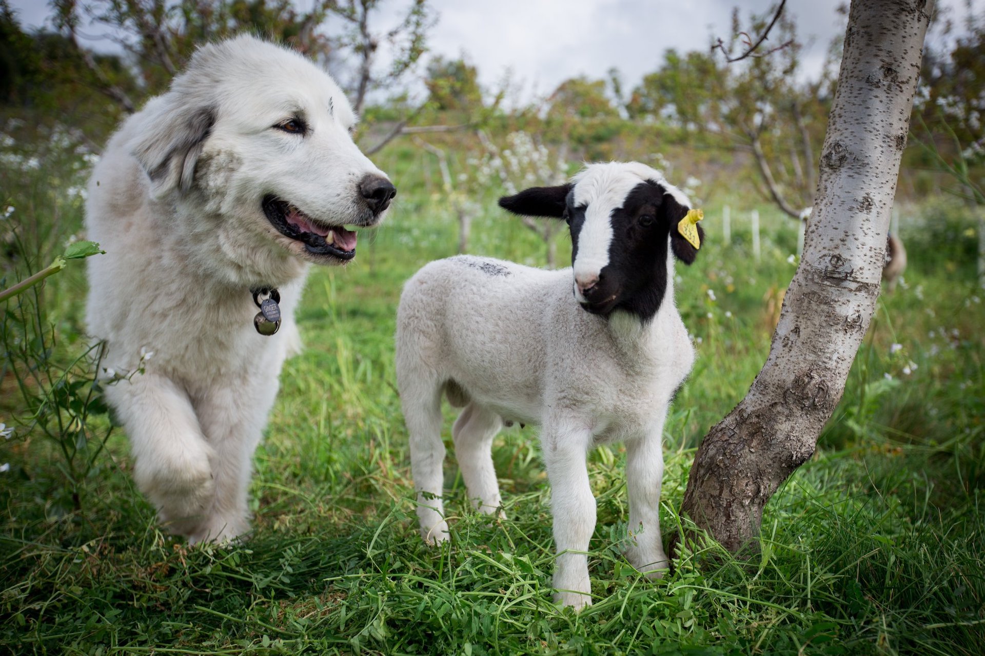 不用农药，让超1000种动植物生态平衡，这次美国人真的做到了