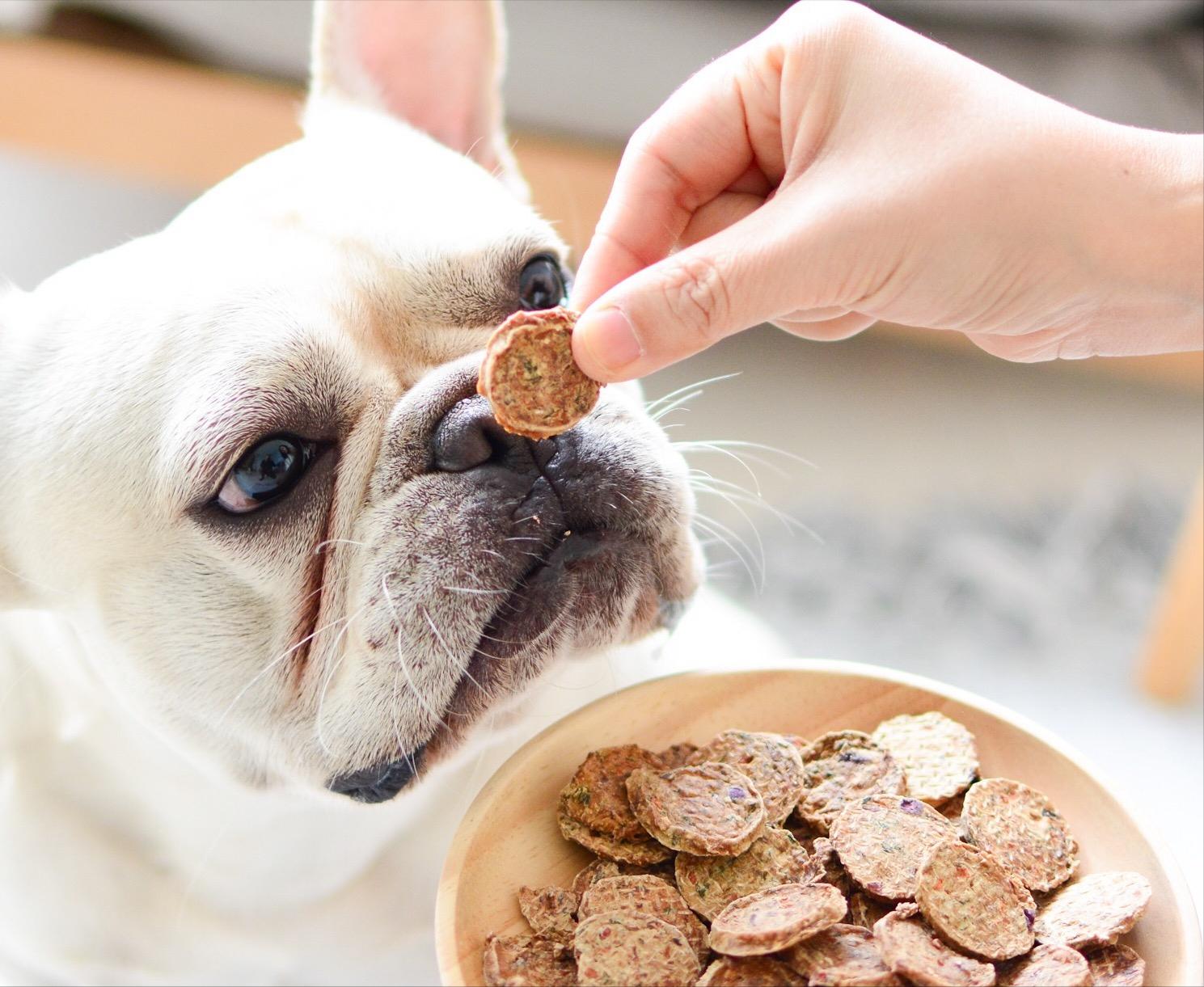 建议老年犬吃这些食物对身体好,老年犬需要补充什么营养