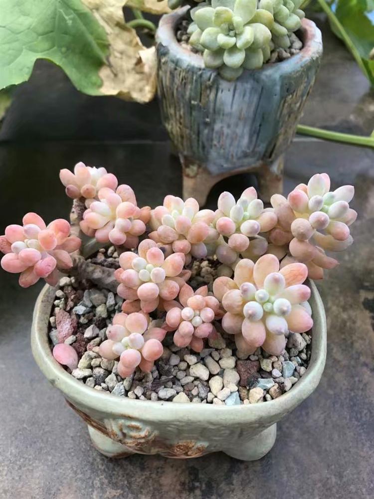 哪些多肉淋雨容易死,多肉怎么防止水腐病