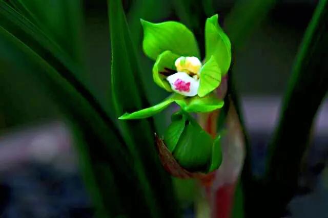 春兰天彭牡丹香味好吗,春兰天彭牡丹兰花简介