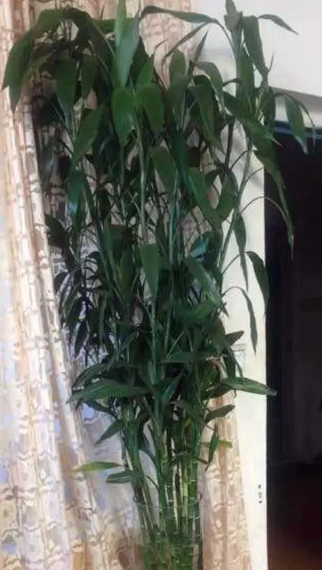 室内适合种植的盆栽可以净化空气,卧室内适合养的18种植物有哪些