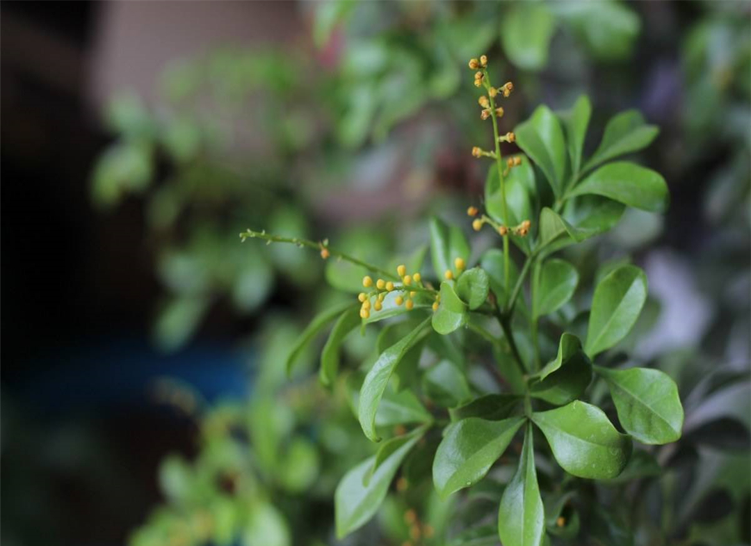 米兰花掉叶子是什么原因,怎样才能使掉叶的米兰花再长叶子