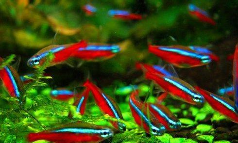 水草缸节省泥土的方法,水草缸如何节省水草泥造景