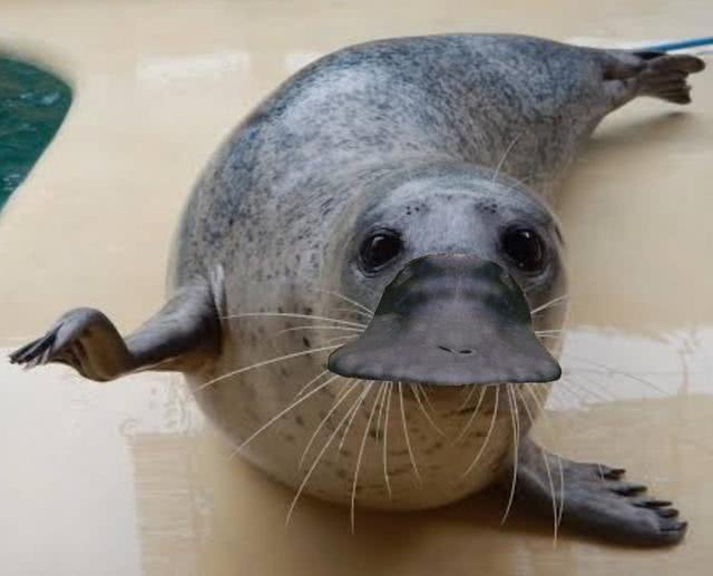 澳大利亚森林大火鸭嘴兽灭绝了吗,澳大利亚鸭嘴兽面临灭绝新闻