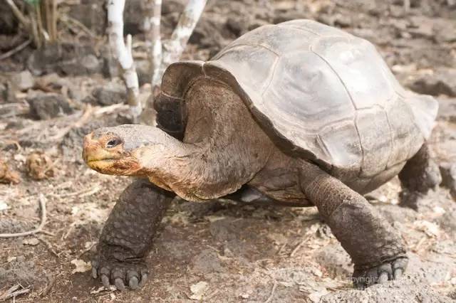 百岁老龟成功拯救物种,雄龟50年繁育800只幼龟