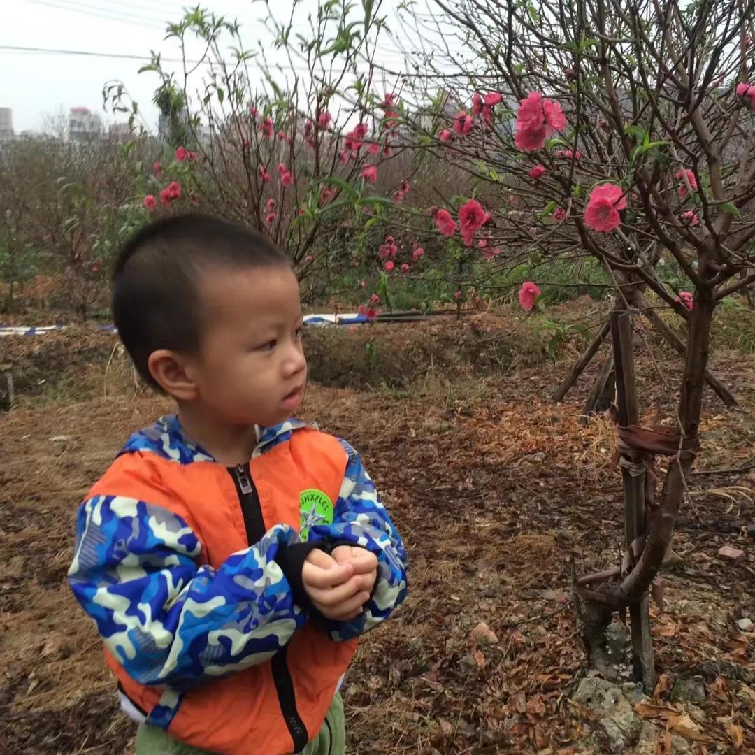 故乡的桃花,故乡的桃花开了