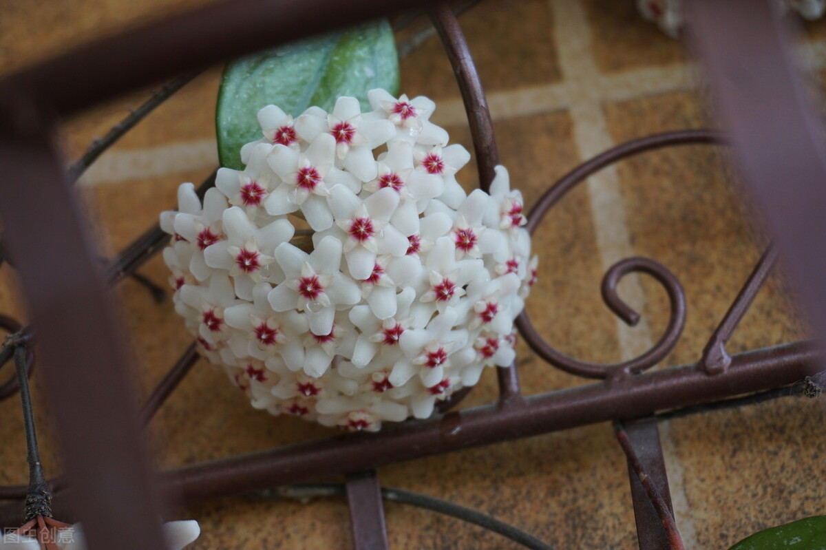 园林人需要知道的85个花卉知识,园林花卉的种类及图片