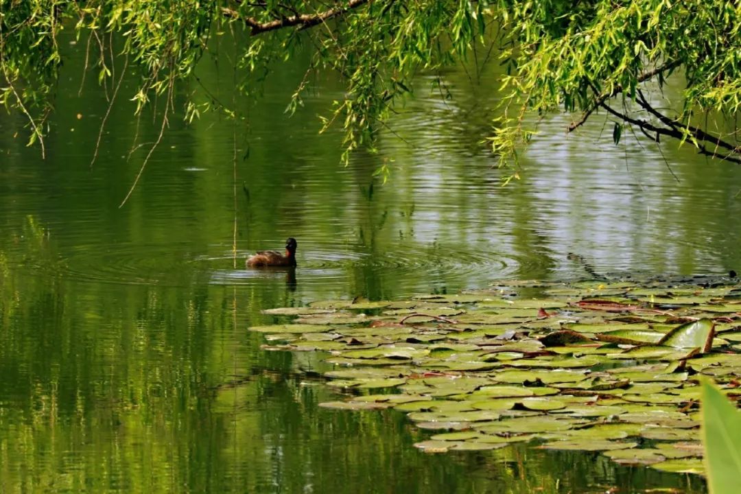 欣赏西湖的全景太美了,西湖美景实在美怎么也看不够