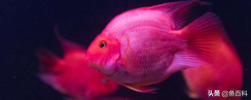 鹦鹉鱼怎么繁殖后代的视频,血红鹦鹉鱼与罗汉鹦鹉鱼能繁殖吗
