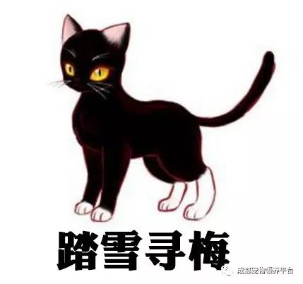 谁说土猫无名猫？快来围观古代猫谱，你家有没有镇宅神兽！