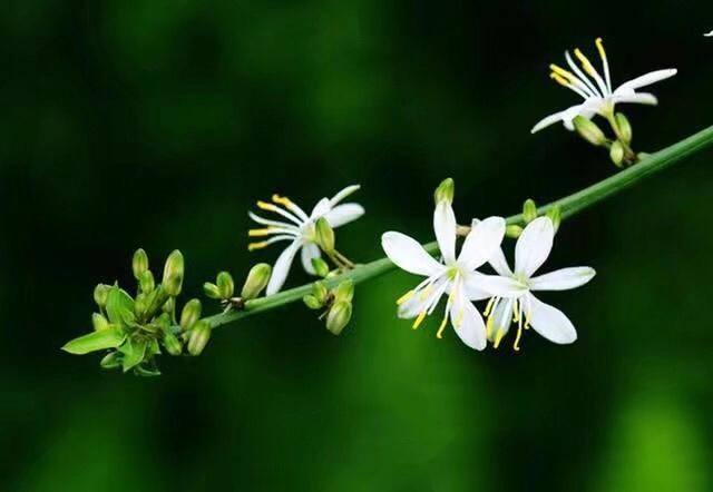吊兰要怎么修剪才能养的茂盛,吊兰如何修剪叶子才能长得茂盛