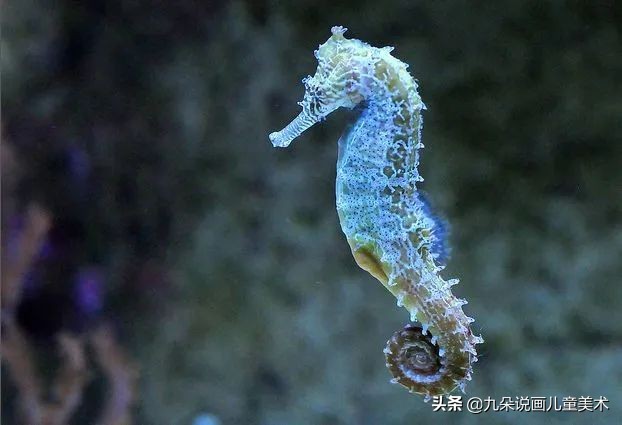 儿童简笔画教宝宝画可爱海马,马克笔画渐变儿童画