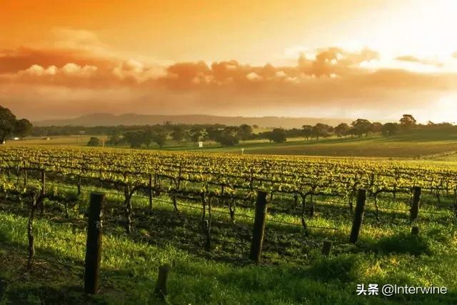 世界三大葡萄酒产区,世界上最有名的葡萄酒酿酒区