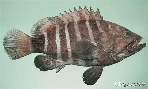 最好的十种石斑鱼,最漂亮的几种石斑鱼