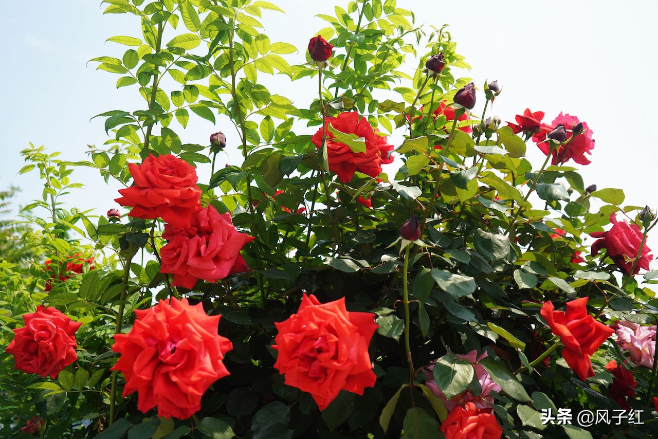 华中最大的玫瑰花园,中国最大的玫瑰花海
